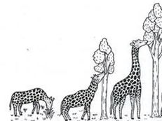 Biology paper 2 revision - evolution, antibiotic resistance and GM