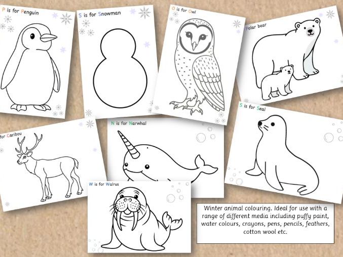 Winter Animal Colouring