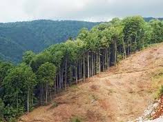 KS3 / GCSE Writing Original writing lesson plus vocab /sentence structure tasks 'Deforestation'