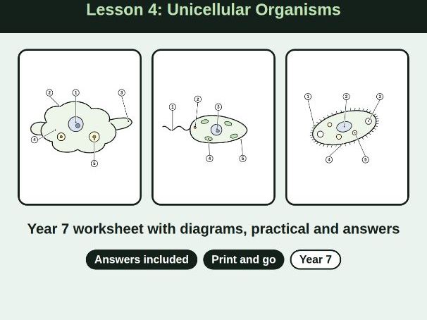 lesson 4 Unicellular Organisms Worksheet + Answers