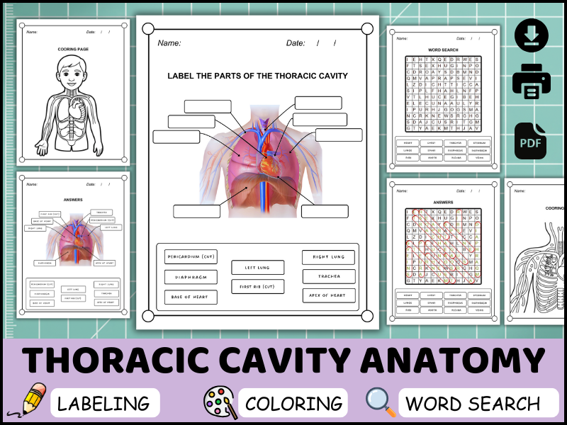 Thoracic Cavity Anatomy Worksheet Pack | Labeling, Coloring & Word Search (Gr. 3-5 Human Body PDF)