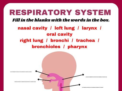 Respiratory System Labeling Worksheet