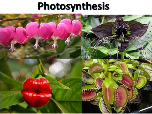 Photosynthesis Unit resource bundle ( 5.6/5.2.1) -OCR A-level biology A-specification