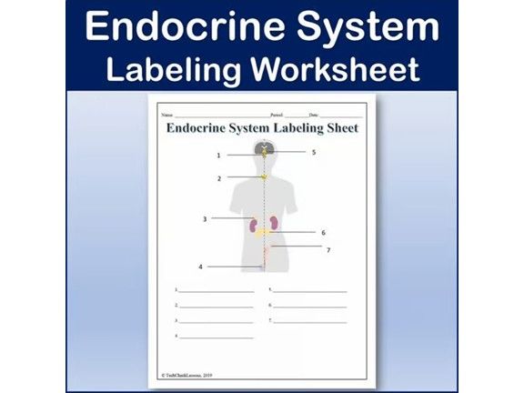 Endocrine System Labeling Worksheet - Science | Anatomy