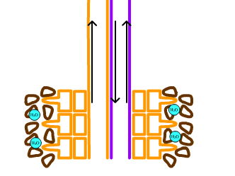 Transport in plants illustration
