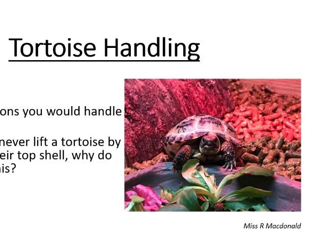 Tortoise Handling - BTEC Tech Award Animal Care