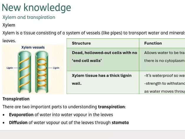 Plant organ systems