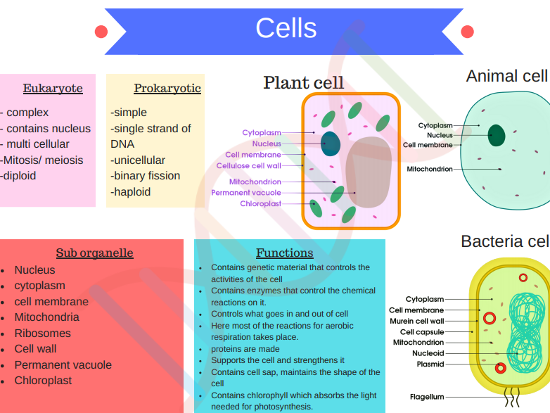 B1 Cell Biology Revision Notes GCSE AQA 9 1 Teaching Resources