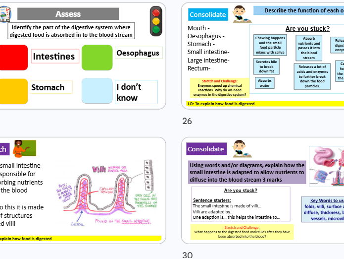 Digestion KS3 Science