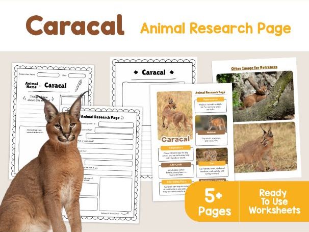 Caracal Animal Research Page | KS2 Science Worksheets