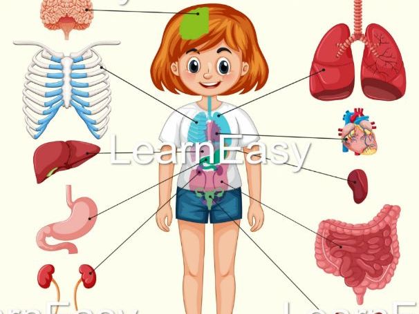 Human Body Anatomy Set | Teaching Resources