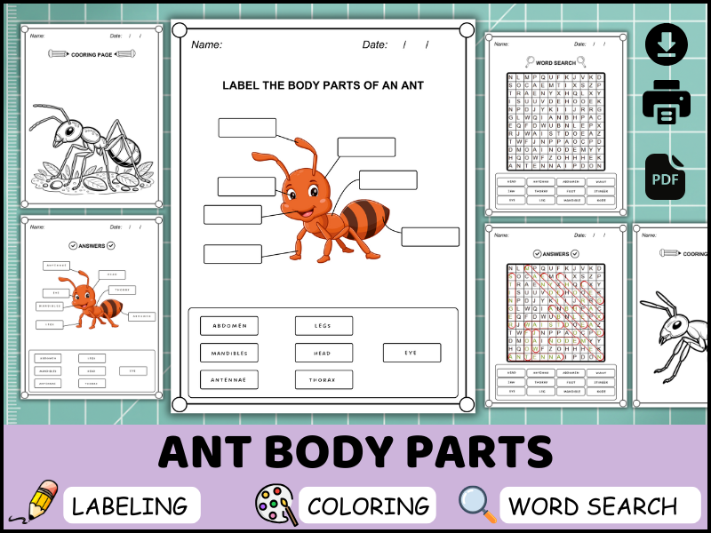 Ant Body Parts Worksheet, Labeling Diagram, Coloring Page, Insect Science Activity (PDF)