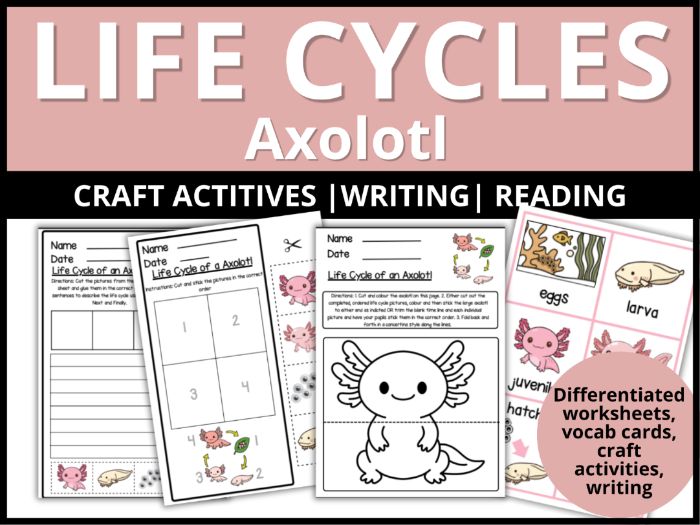 Life Cycle of an Axolotl Activity Pack
