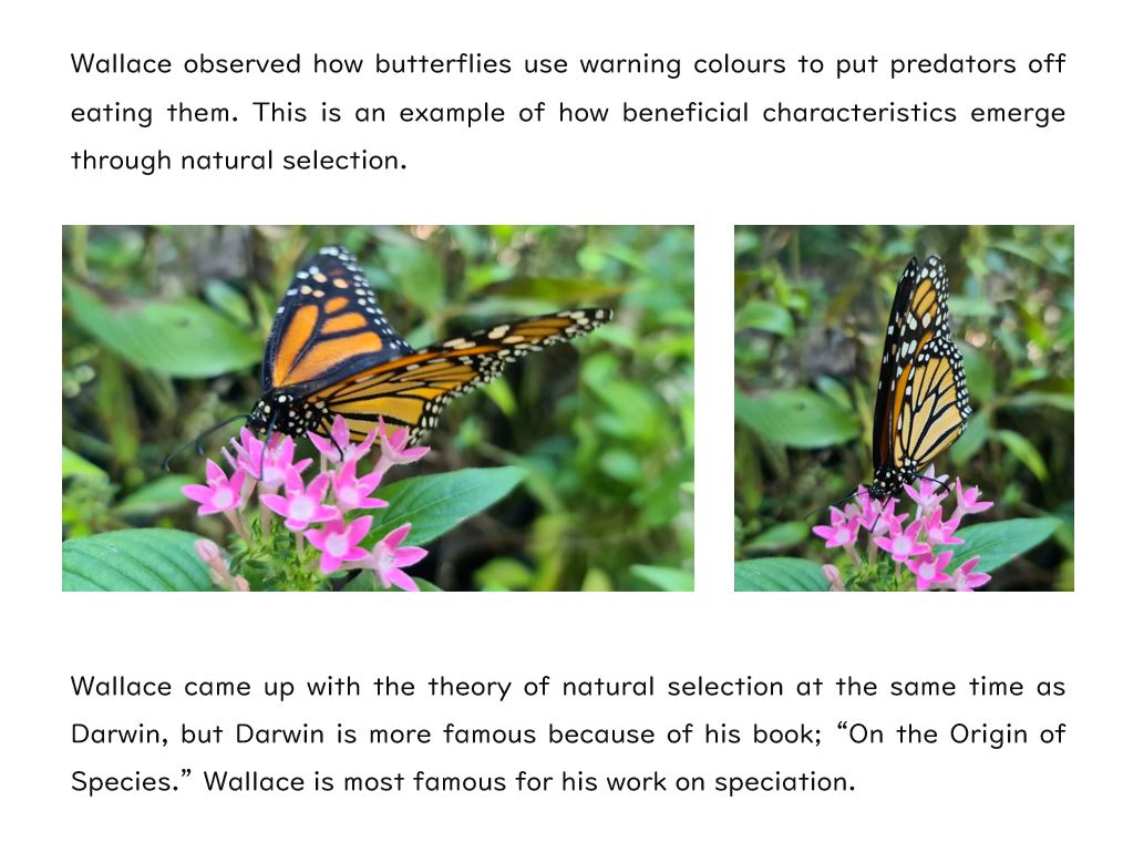 Speciation (GCSE Biology AQA) Teaching Resources