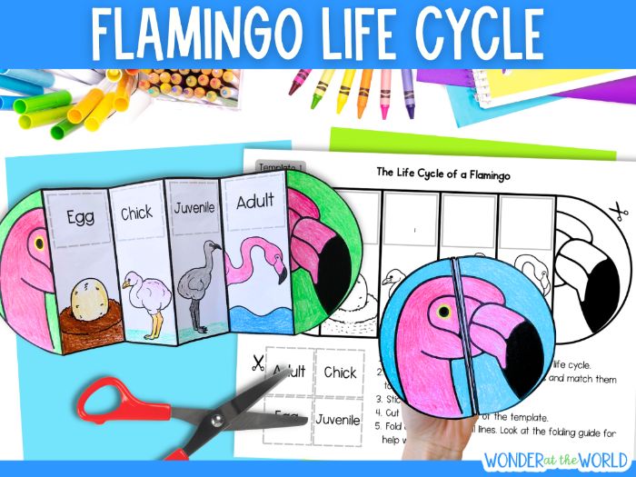 Life cycle of a flamingo sequence and fold science craft activity