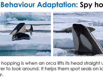 Animal Adaptations Antarctica