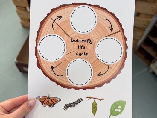 Butterfly life cycle sequencing
