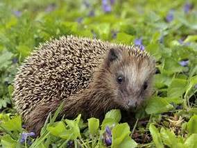 Hedgehog Ks1 French