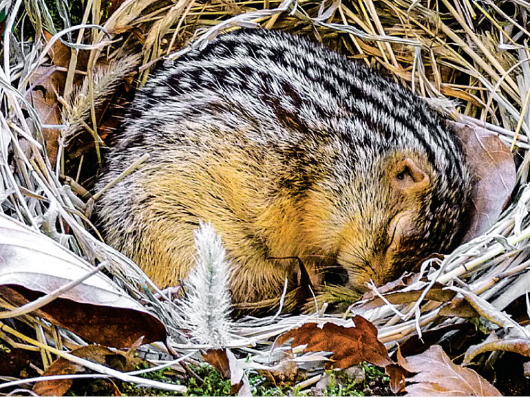 Edexcel (Salter Nuffield) Biology A Scientific Article 2025