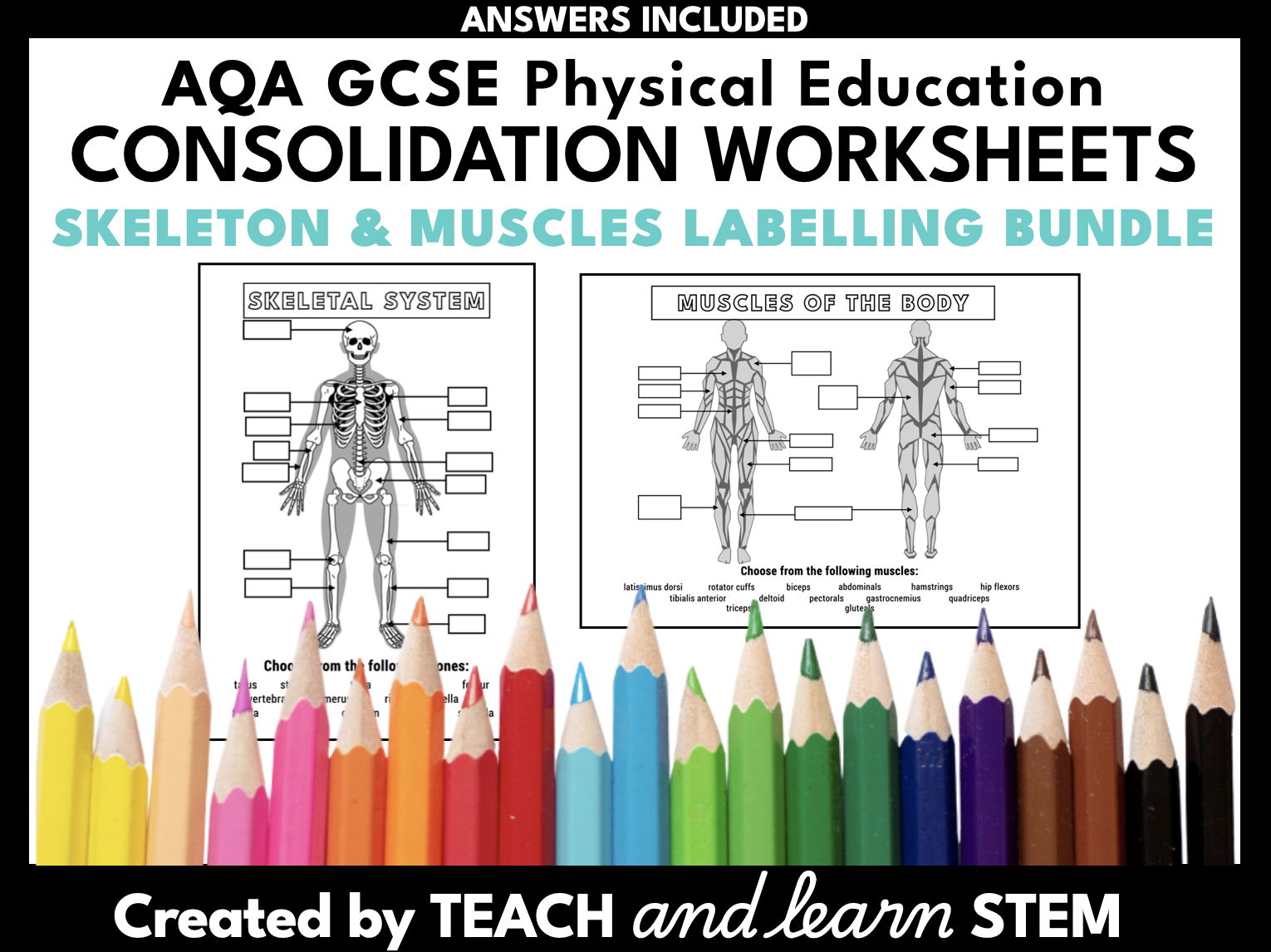 Muscle and Skeleton Diagram Labelling Worksheets | AQA GCSE PE