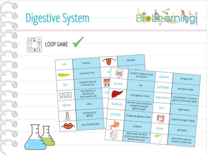 Digestive system Loop Game (KS3/KS4) Teaching Resources