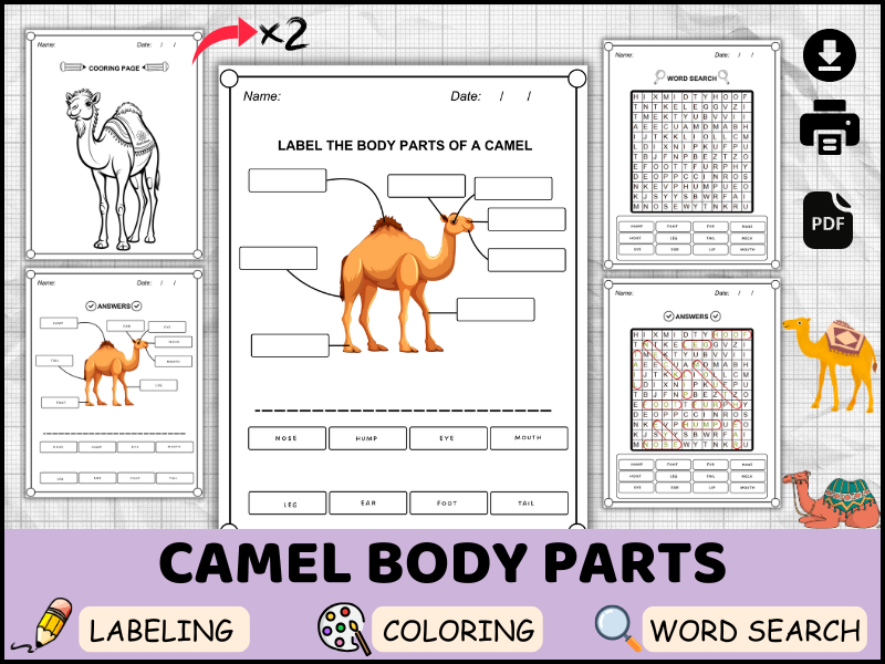 Camel Body Parts in English | Desert Animal Labeling, Coloring & Word Search Worksheets