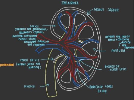AQA A Level Biology A2 The Nephron