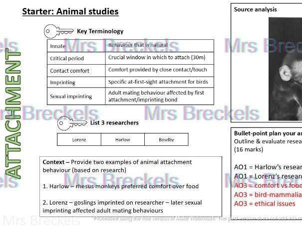 Attachment (AQA A-level Psychology 2025-) - Recap starter/do now worksheets with answers