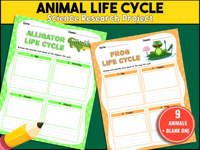 Animal & Insect Life Cycle Research Worksheet | Science Research & Drawing Activities