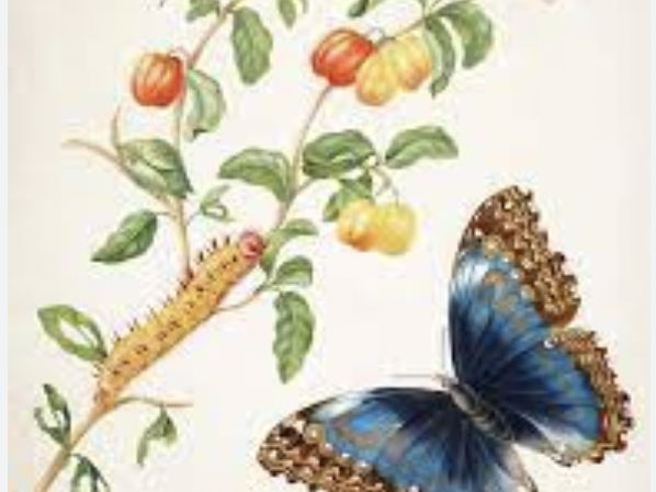 Offspring lesson Year 2