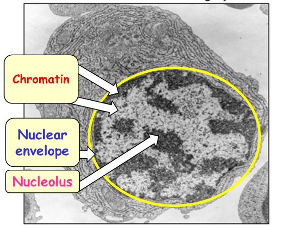 Lesson 2 Electron micrographs of organelles and centrifugation AAQ Cambridge Advanced National