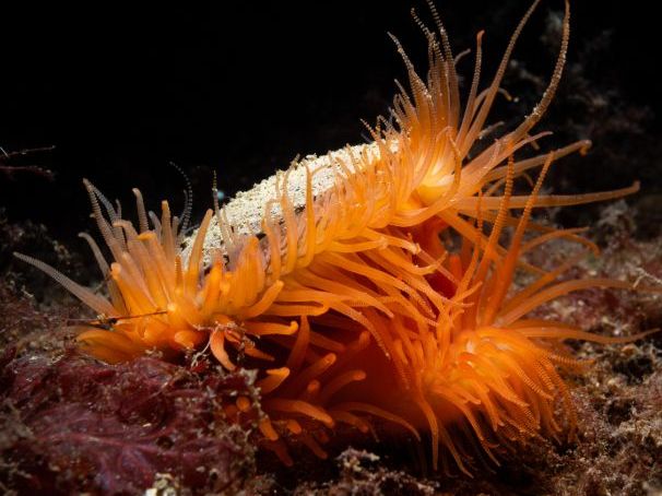 Scotland's Biodiversity Hospital- Priority Marine Features