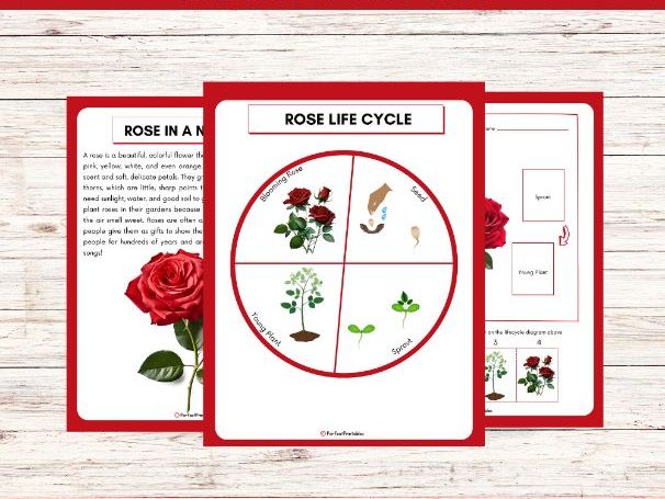 Life Cycle of a Rose Worksheet - Flower Science Unit Study With Fun Facts!