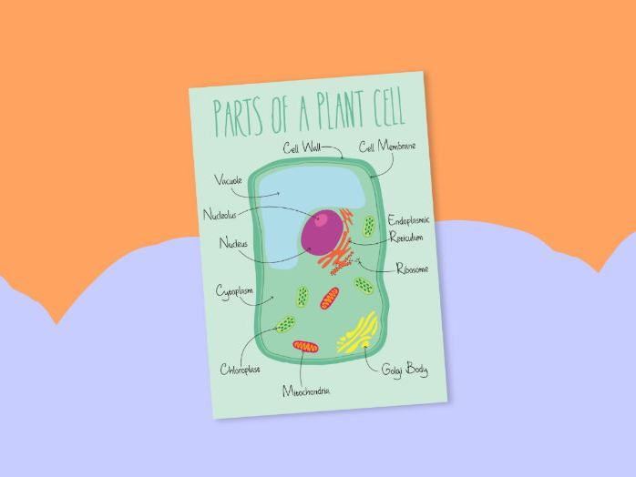 Plant cell diagram poster