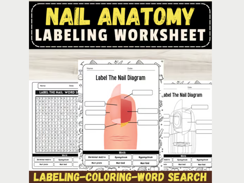 Label The Nail Diagram: Labeling Worksheet, Coloring Pages, and Word Search
