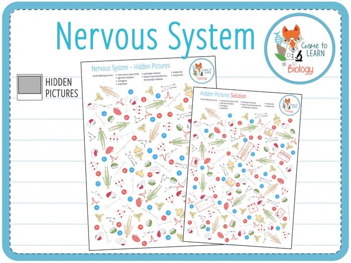 Nervous System Hidden Pictures (KS4/5) Teaching Resources
