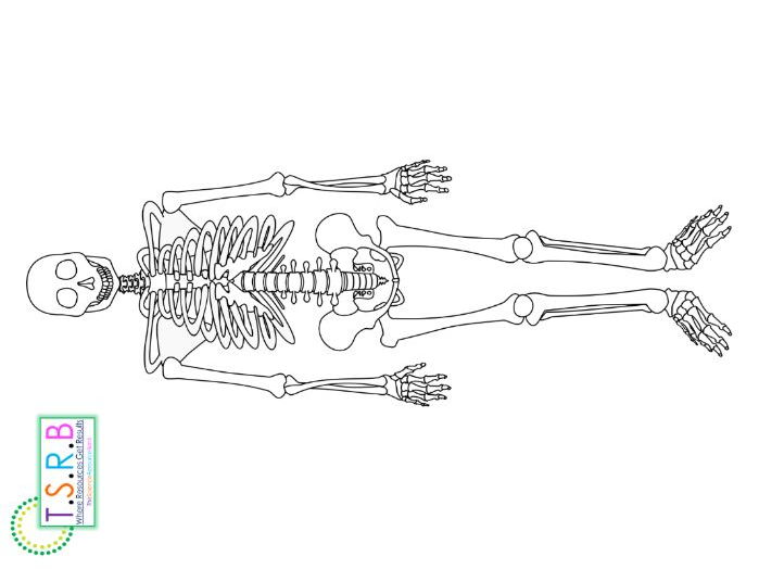 Life Size Skeleton Printable