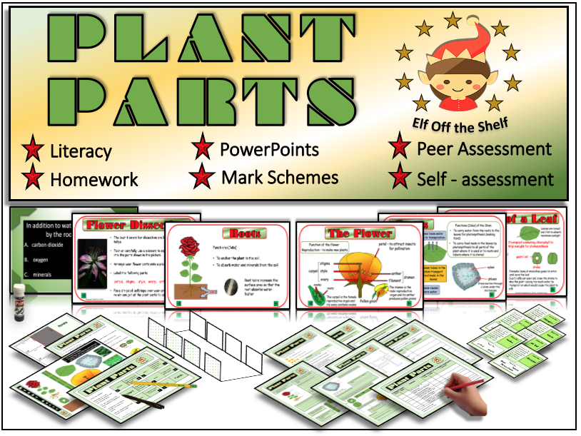 Plants Anatomy and Life Cycle of the Flowering Plant KS3 Teaching