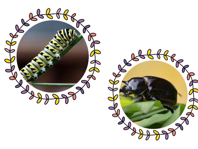 Mini Beast Photo Discs – Classroom Display Pack | EYFS