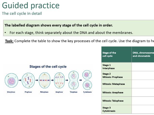 Mitosis and the cell cycle