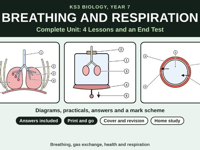 KS3 Biology Breathing and Respiration Bundle
