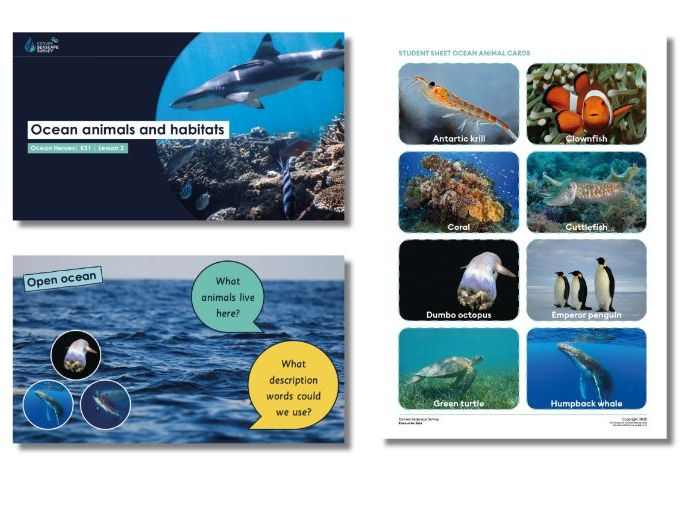 Ocean animals and habitats KS1 full lesson