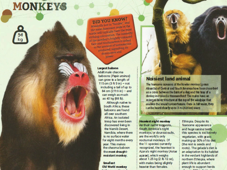 Monkeys, apes and prosimians Guinness Book of Records Comprehension KS2