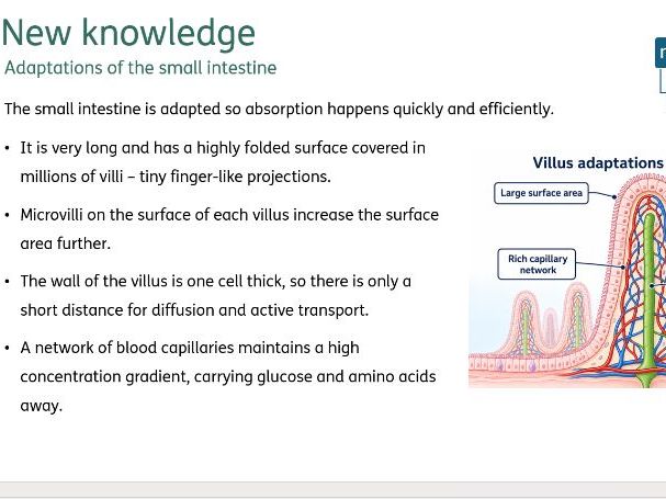 The human digestive system