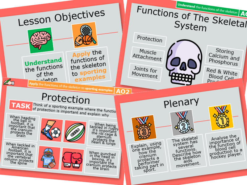 1. Functions of the Skeletal System