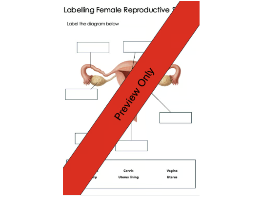 Labelling the Female Reproductive System | KS3–GCSE Biology Worksheet