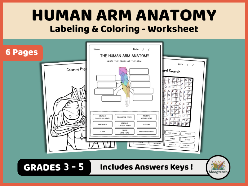 Human Arm Anatomy | Upper Limb | Labeling & Coloring | Biology | Science Worksheet | KS2 | KS3