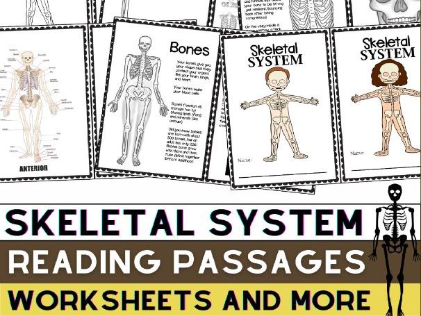Skeletal System Worksheets & Passages | Human Skeleton Bones Diagram Activities