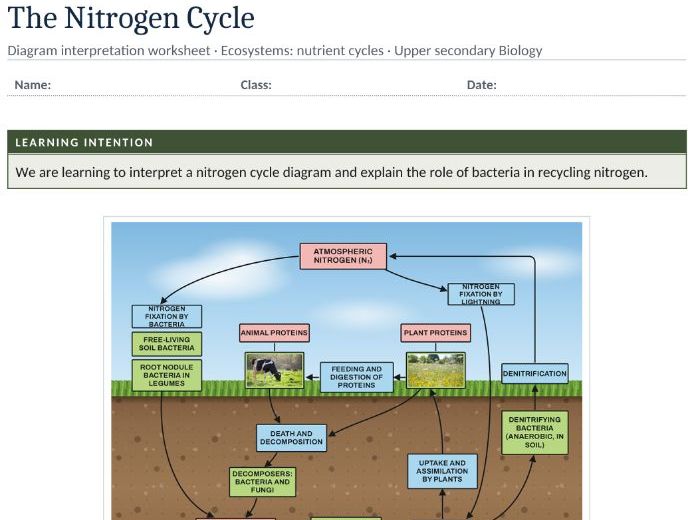 Nitrogen Cycle Diagram Worksheet