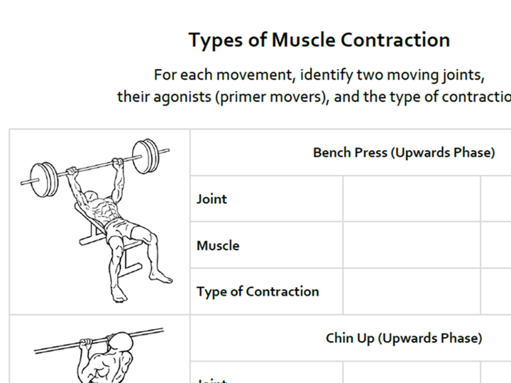 A&P Muscular System: Types of Contraction